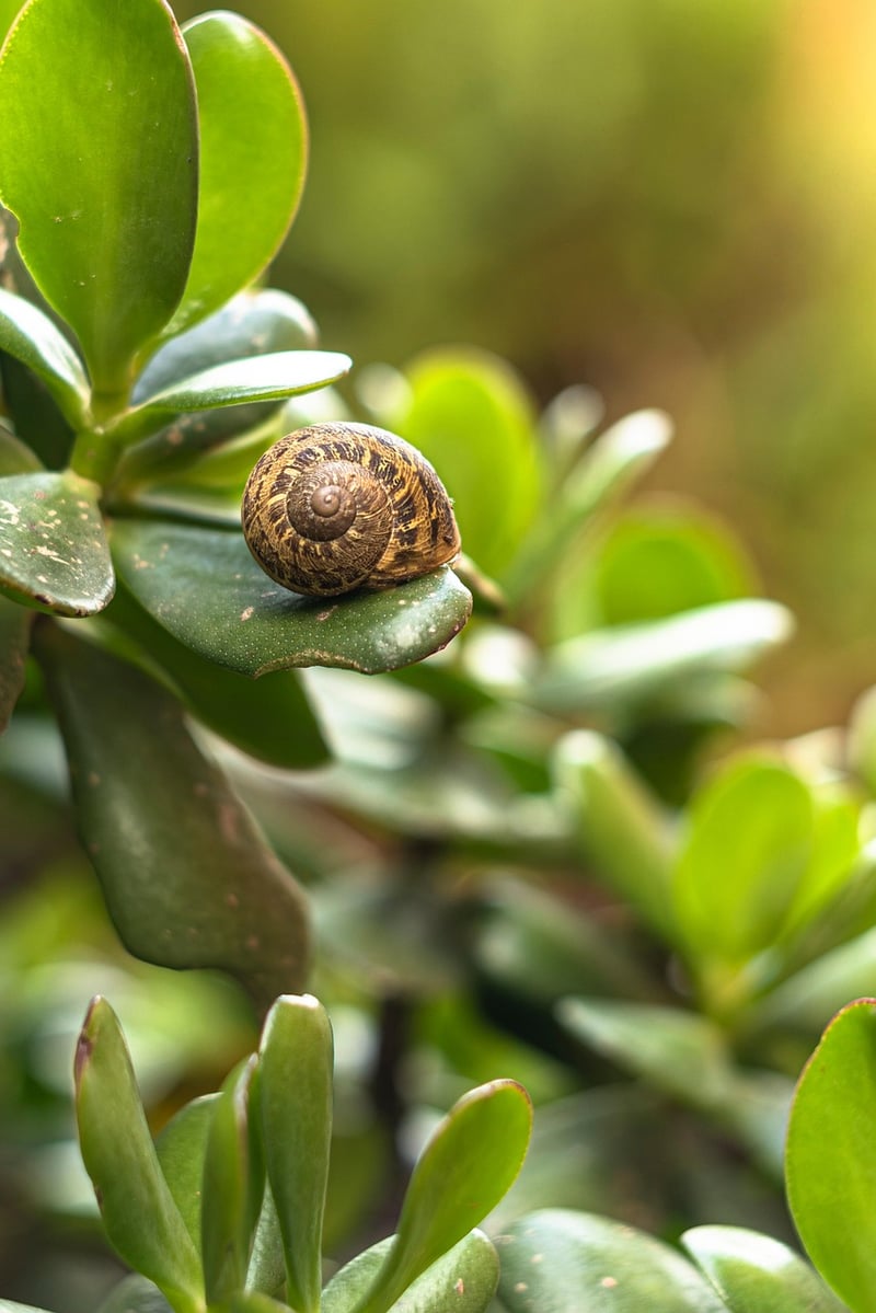 Slugs and Snails