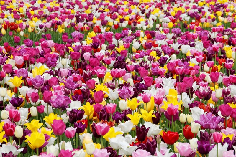 Spring Tulips