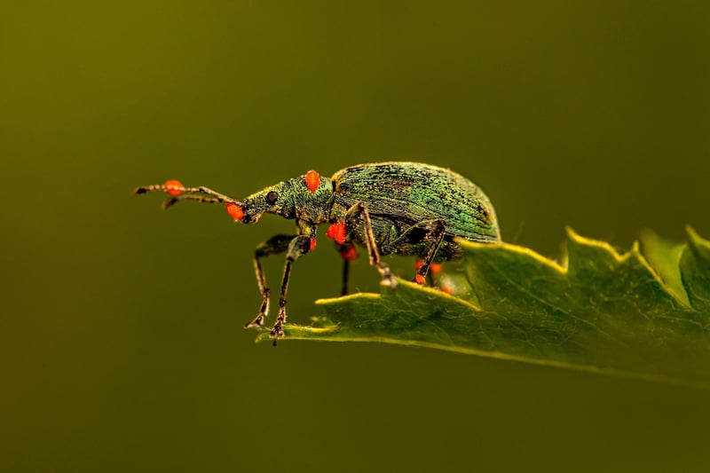 Whiteflies